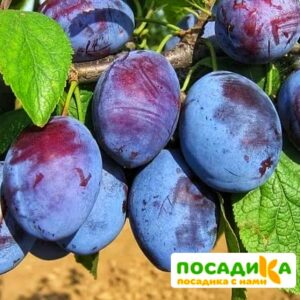 Слива Чачакская ранняя купить по цене от 229.00р. в интернет-магазине «Посадика» с доставкой почтой в в Ликино-Дулевое и по всей России – [изображение №1].