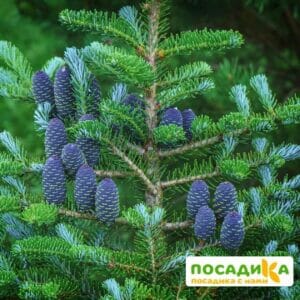 Пихта корейская (Abies koreana) купить по цене от 450.00р. в интернет-магазине «Посадика» с доставкой почтой в в Ликино-Дулевое и по всей России – [изображение №1].