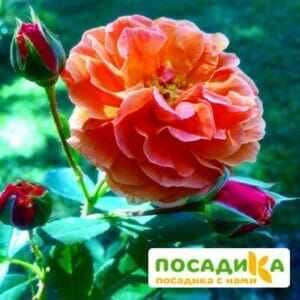 Роза Арабия купить по цене от 350.00р. в интернет-магазине «Посадика» с доставкой почтой в в Ликино-Дулевое и по всей России – [изображение №1].