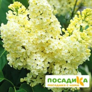 Сирень Примроуз (Primrose) купить по цене от 529.00р. в интернет-магазине «Посадика» с доставкой почтой в в Ликино-Дулевое и по всей России – [изображение №1].