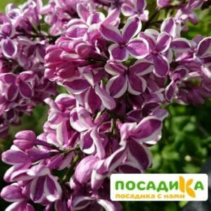 Сирень Сенсация купить по цене от 529.00р. в интернет-магазине «Посадика» с доставкой почтой в в Ликино-Дулевое и по всей России – [изображение №1].