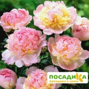 Пион Распберри Сандей (Paeonia Raspberry Sundae) купить по цене от 959р. в интернет-магазине «Посадика» с доставкой почтой в в Ликино-Дулевое и по всей России – [изображение №1].