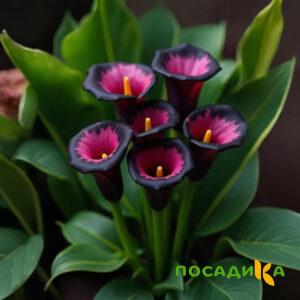 Калла Аура Лейс купить по цене от 400р. в интернет-магазине «Посадика» с доставкой почтой в в Ликино-Дулевое и по всей России – [изображение №1].