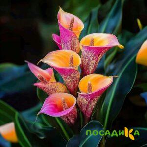 Калла Оникс купить по цене от 450р. в интернет-магазине «Посадика» с доставкой почтой в в Ликино-Дулевое и по всей России – [изображение №1].