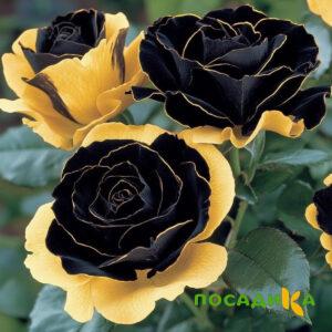 Роза Ханни Сикл купить по цене от 700р. в интернет-магазине «Посадика» с доставкой почтой в в Ликино-Дулевое и по всей России – [изображение №1].