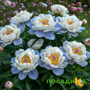 Пион акварельный Этюд купить по цене от 806р. в интернет-магазине «Посадика» с доставкой почтой в в Ликино-Дулевое и по всей России – [изображение №1].