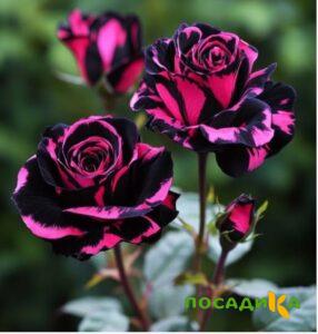 Роза Багровый Шепот купить по цене от 366р. в интернет-магазине «Посадика» с доставкой почтой в в Ликино-Дулевое и по всей России – [изображение №1].