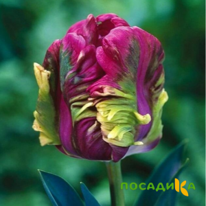 Тюльпан Экзотик Хэвен купить по цене от 186р. в интернет-магазине «Посадика» с доставкой почтой в в Ликино-Дулевое и по всей России – [изображение №1].