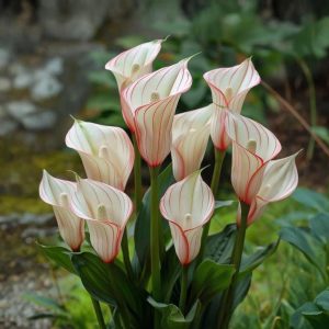 Калла Глейшер купить по цене от 299р. в интернет-магазине «Посадика» с доставкой почтой в в Ликино-Дулевое и по всей России – [изображение №1].