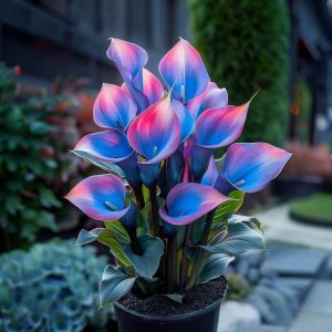 Калла Импрессия купить по цене от 590р. в интернет-магазине «Посадика» с доставкой почтой в в Ликино-Дулевое и по всей России – [изображение №1].