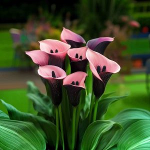 Калла Энигма купить по цене от 291р. в интернет-магазине «Посадика» с доставкой почтой в в Ликино-Дулевое и по всей России – [изображение №1].