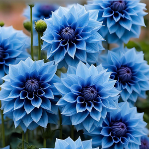 Георгин Вижапе купить по цене от 699р. в интернет-магазине «Посадика» с доставкой почтой в в Ликино-Дулевое и по всей России – [изображение №1].